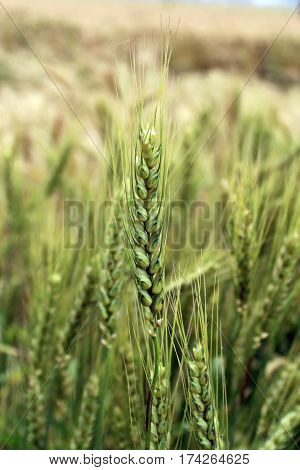 Wheat crop in field state Uttrakhand, India
