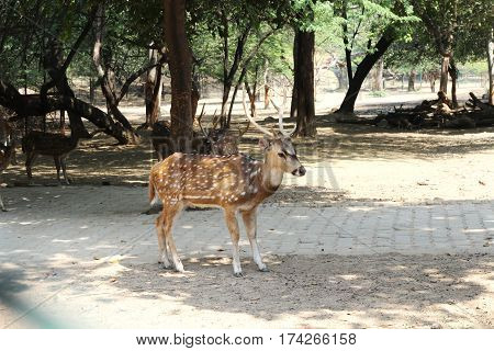 Deer in park New Delhi park 