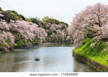 Tokyo Japan - April 8 2016: Cherry blossom at Chidorigafuchi Park Tokyo Japan. a famous Tourist spot in Tokyo Japan.