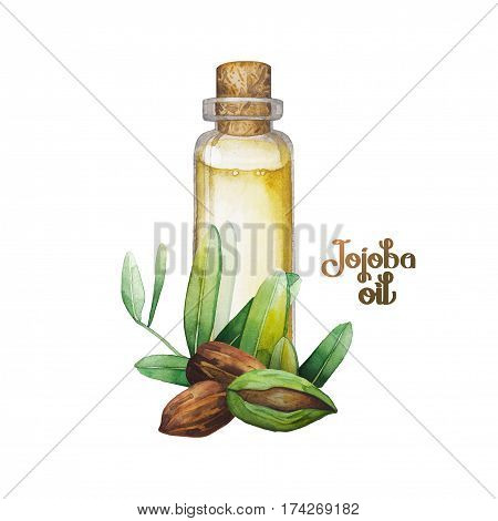 Watercolor jojoba design. Hand pained oil bottle decorated with seads, leaves and flowers. Herbal medicine