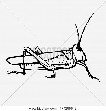 Green grasshopper. Wild animal, insect. Hand drawn vector stock illustration. Black and white whiteboard drawing.