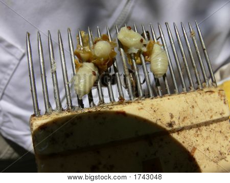Varroa Mits