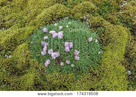 Top View Of The Blooming Pink Flowers In The Middle Of Iceland Moss Field. Saefellsnes Peninsula In