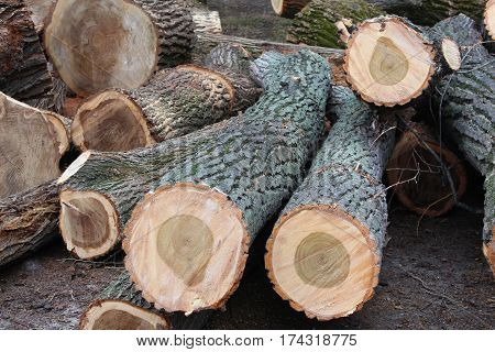 Old rough wood.Wooden background. Tree texture. Tree background. Crack tree. Old tree. Old tree background. deforestation.