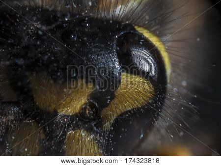 Extreme close-up of a wasp (Vespula vulgaris) eye
