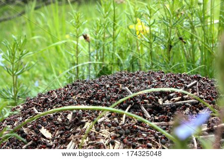 Anthill in the forest flock of insects