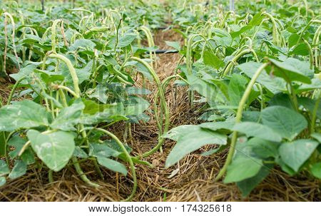 Yardlong bean field the vegetable in a bean type.