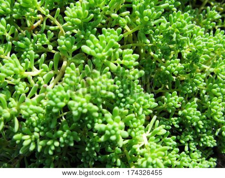 Summer sunny green succulent grass plant defocused macro photo