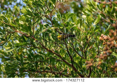 Bird (common Iora) On A Tree