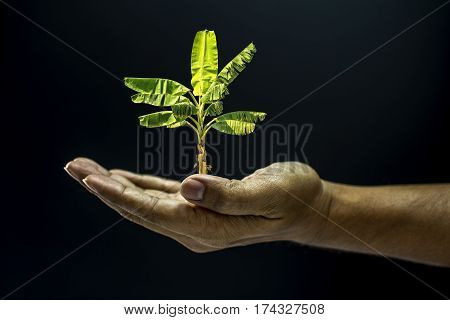 Hand Holding Banana Tree