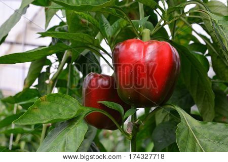 SWEET PEPPER / BELL PEPPER ON TREE IN GARDEN