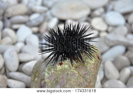 Black sea urchin (arbacia lixula) on a stone at the beach