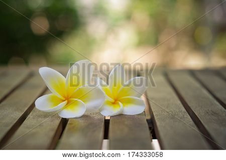 Couple of blooming plumeria flowers on wooden table with bright background