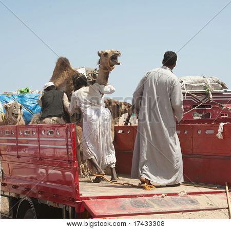 Beduinen, die Kamele auf LKW laden