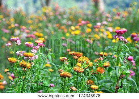 straw flower or everlasting or paper daisy flower and copy space for add text