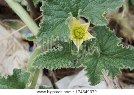 Ecballium elaterium or Squirting cucumber, interesting plant