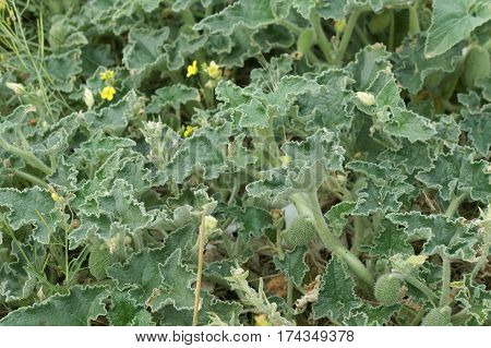Ecballium elaterium or Squirting cucumber, interesting plant