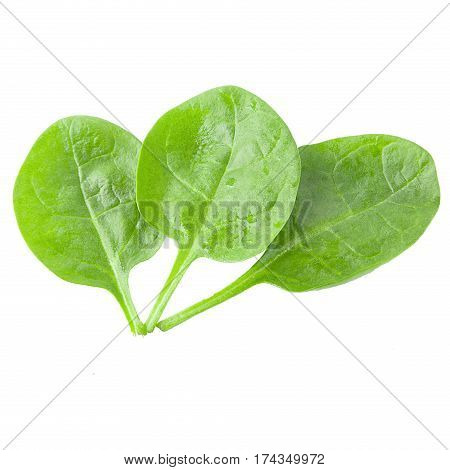 valerian leaves on white background as package design element. Healthy eating. Food photography.