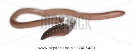 Lombrico, Lumbricus terrestris, davanti a sfondo bianco