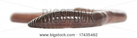 Lombrico, Lumbricus terrestris, davanti a sfondo bianco