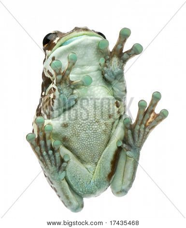 Vista de ángulo bajo de Amazon leche rana, Trachycephalus resinifictrix, frente a fondo blanco