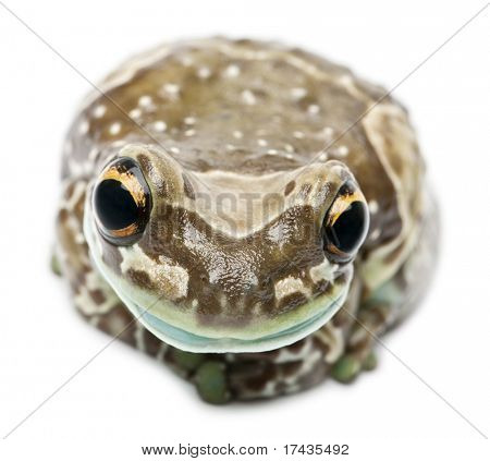 Amazon Milk Frog, Trachycephalus resinifictrix, in front of white background