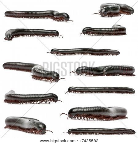 Millipedes, Myriapoda, Spirostreptus giganteus 흰색 배경 앞