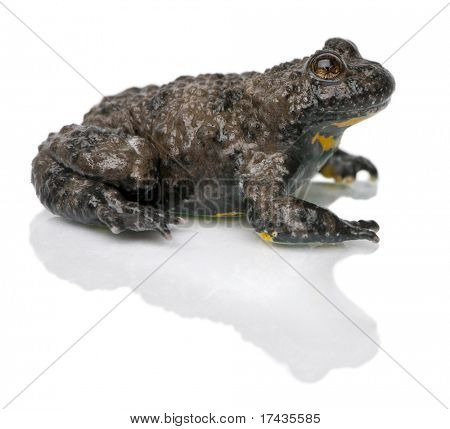 Gulbuget tudse, Bombina variegata, foran hvid baggrund