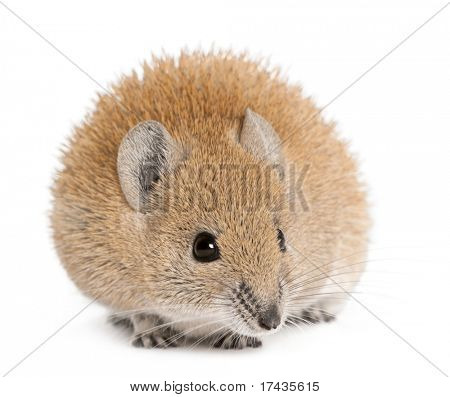 Golden Spiny mus, Acomys russatus, 1 år gammel, foran hvid baggrund