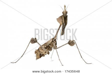 바이올린 사마귀, Gongylus gongylodes, 흰색 배경 앞에서 방황 하 고