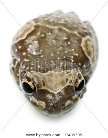 Vista de alto ángulo de Amazon leche rana, Trachycephalus resinifictrix, frente a fondo blanco