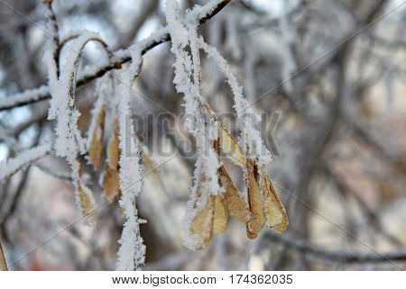 Marple Seeds On The Branch Covered With Frost