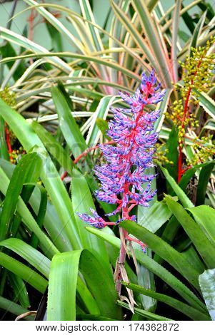 A view of an aechmea dichlamydea var trinitensis flowers