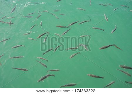 A background with a shoal of fishes in the water of Maditerranean sea at the port of Malaga Andalusia Spain.
