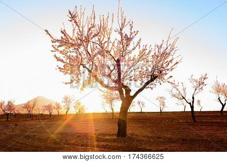 Field with almond blossoms in the region of Los Velez in Almeria, Spain