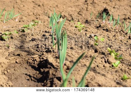 vegetation awakening of spring in the garden