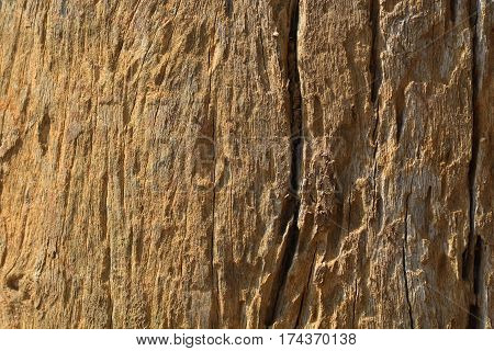 tree wood texture background use for gesign
