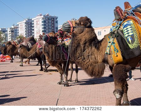 Camel Wrestling Festival