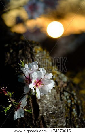 Spring flowering branches, white flowers at sunset, blossoms Almond close up. Los Velez, Almeria, Spain