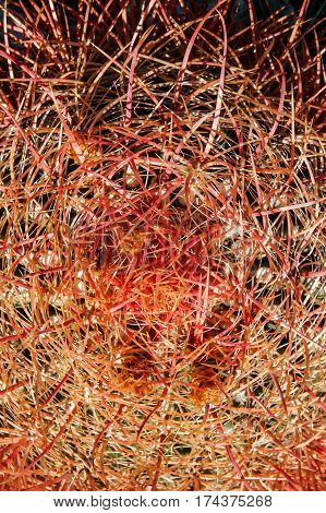 This desert or California barrel cactus (Ferocactus cylindraceus) in Joshua Tree National Park is well protected by thousands of sharp spines.
