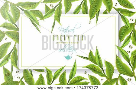 Vector green tea horizontal banner with tea leaves and drops on white. Background design for packaging, tea shop, drink menu, homeopathy and health care products.