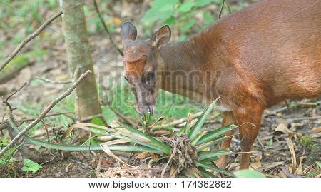 White-tailed deer eating a bromeliad in the jungle. Common names: Venado cola blanca. Scientific name: Odocoileus peruvianus