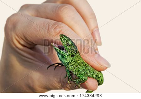 Green lizard in the hands of wide-open jaws close-up on a white background