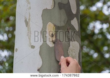 The view of two brown marmorated stink bug on a tree.