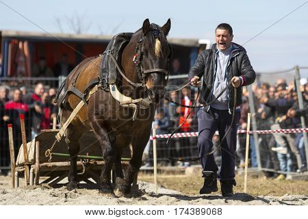 Horse Heavy Pull Tournament