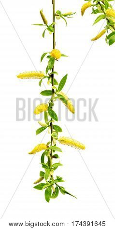 Spring Twig Of Willow With Young Green Leaves And Yellow Catkins