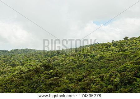 Rainforest landscape view in Monteverde Costa Rica