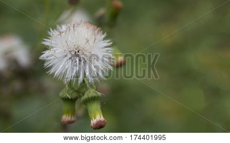 green wild herbal grass flowers (Vernonia cinerea Less. Little ironweed) with blur background