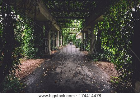 Colonnade walkway with ivy columns and fallen leaves near Centennial Hall and Japanese garden in Wroclaw, Lower Silesia, Poland.