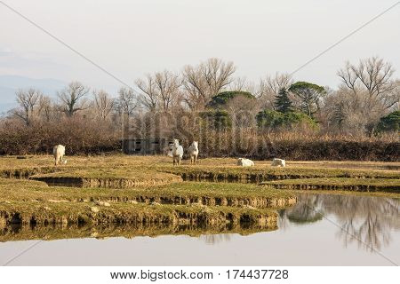 Scenic nature reserve park of river mouth of Isonzo
